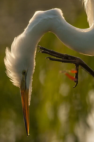 USA, Florida, Gatorland. Close-up profile of great egret