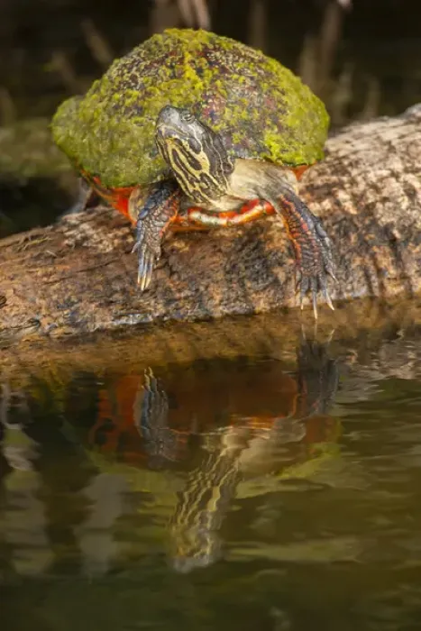 Framed Print : USA, Florida, Gatorland. Florida red-bellied turtle on log Framed Print : USA, Florida, Gatorland. Florida red-bellied turtle on log