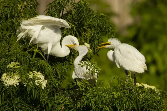 Framed Print : USA, Florida, Gatorland. Great egret chicks being fed by parent Framed Print : USA, Florida, Gatorland. Great egret chicks being fed by parent
