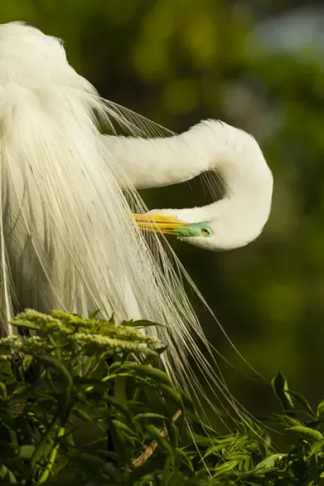 Framed Print : USA, Florida, Gatorland. Great egret preening Framed Print : USA, Florida, Gatorland. Great egret preening