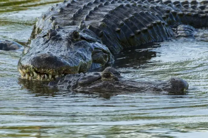 Framed Print : USA, Florida, Gatorland. Male alligator displays courtship behavior with female. Credit as