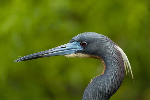 USA, Florida, Gatorland. Profile close-up of tri-colored herons head. Credit as