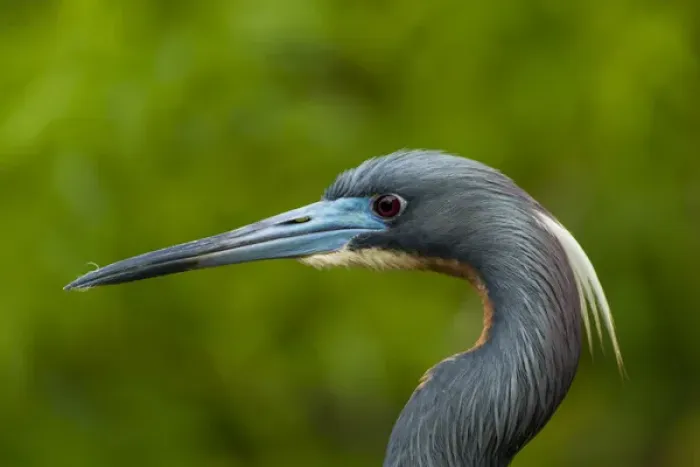 Framed Print : USA, Florida, Gatorland. Profile close-up of tri-colored herons head. Credit as Framed Print : USA, Florida, Gatorland. Profile close-up of tri-colored herons head. Credit as