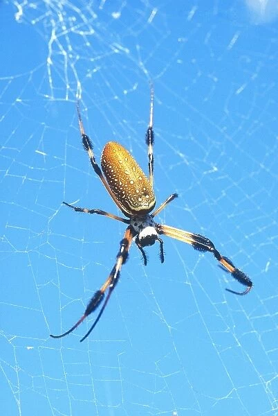 USA, Florida, Golden Orb Spider, (Nephila madagascariensis)