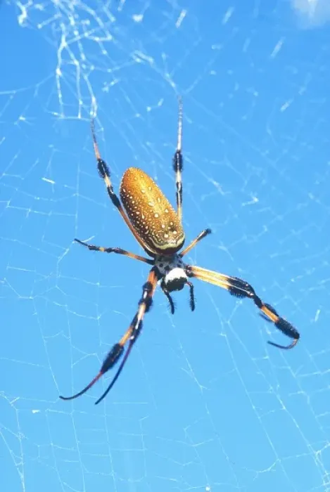 Framed Print : USA, Florida, Golden Orb Spider, (Nephila madagascariensis)