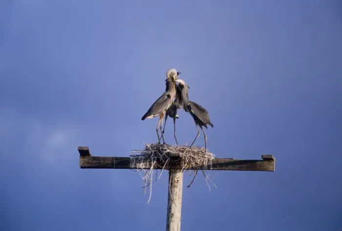 Framed Print : USA, Florida. Three great blue herons on nest atop wooden structure Framed Print : USA, Florida. Three great blue herons on nest atop wooden structure