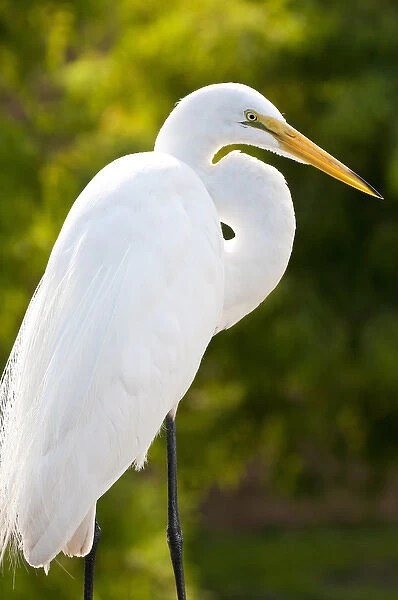 USA, Florida. Great Egret (Ardea alba) Everglades, Florida