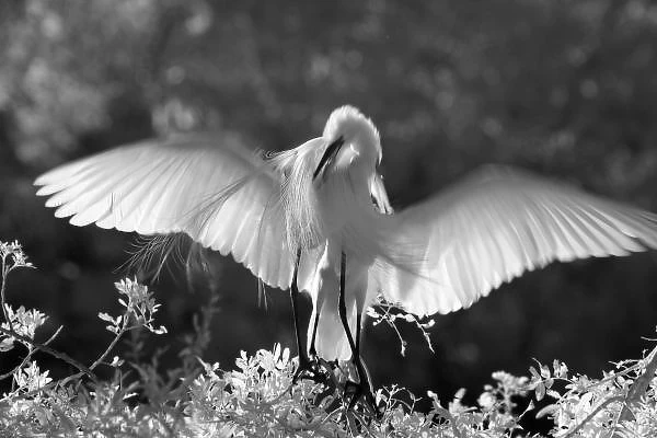 USA, Florida, Great Egret (Ardea alba) infrared image