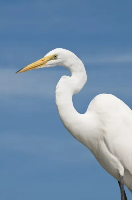Framed Print : USA, Florida. Great Egret (Ardea alba) Everglades, Florida Framed Print : USA, Florida. Great Egret (Ardea alba) Everglades, Florida