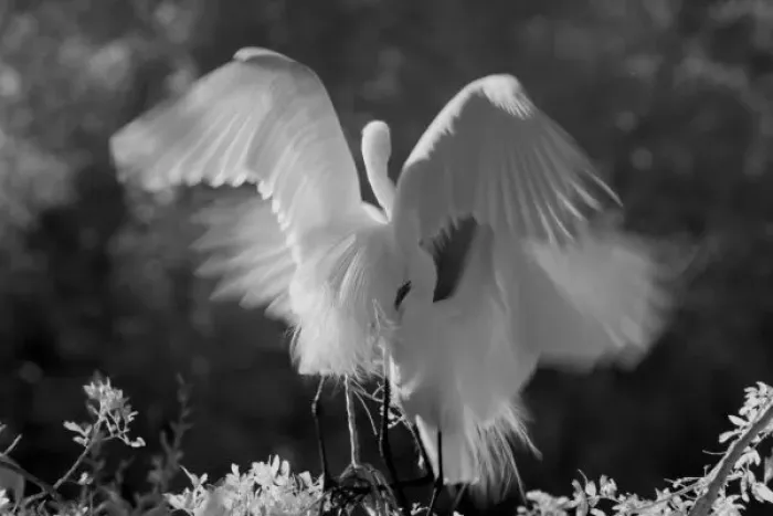 Framed Print : USA, Florida, Great Egret (Ardea alba) infrared image Framed Print : USA, Florida, Great Egret (Ardea alba) infrared image