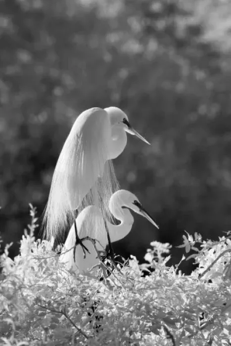 Framed Print : USA, Florida, Great Egret (Ardea alba) infrared image Framed Print : USA, Florida, Great Egret (Ardea alba) infrared image