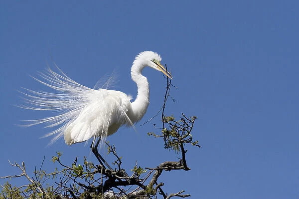 USA - Florida - Great Egret in breeding plumage at Alligator Farm rookery in St Augustine