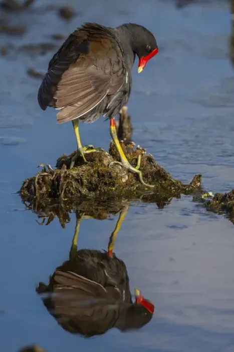 Framed Print : USA, Florida, Green Cay, Wakodahatchee Wetlands. Common moorhen reflects in water