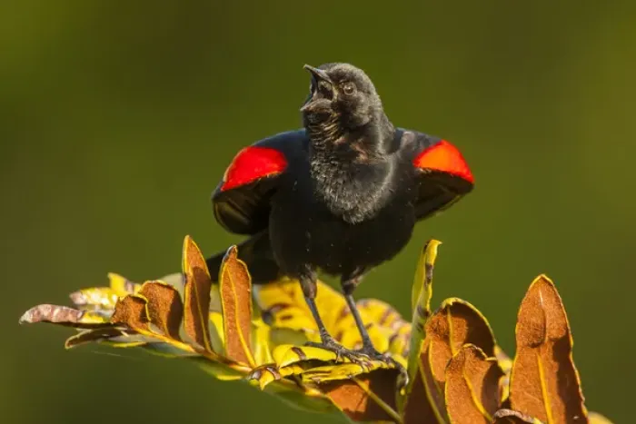 Framed Print : USA, Florida, Green Cay, Wakodahatchee Wetlands. Red-winged blackbird singing on branch Framed Print : USA, Florida, Green Cay, Wakodahatchee Wetlands. Red-winged blackbird singing on branch