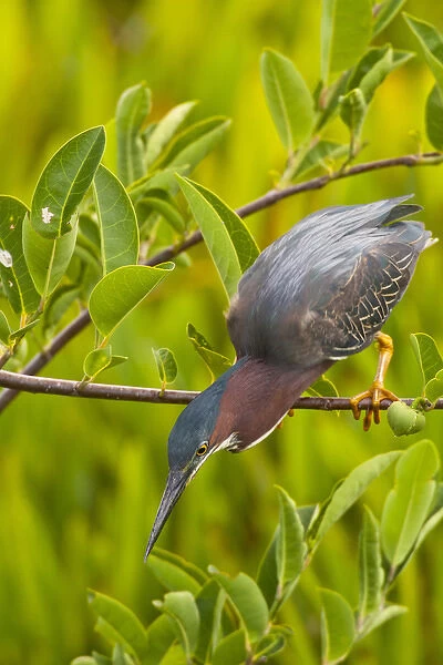 USA, Florida. Green heron hunting from a branch