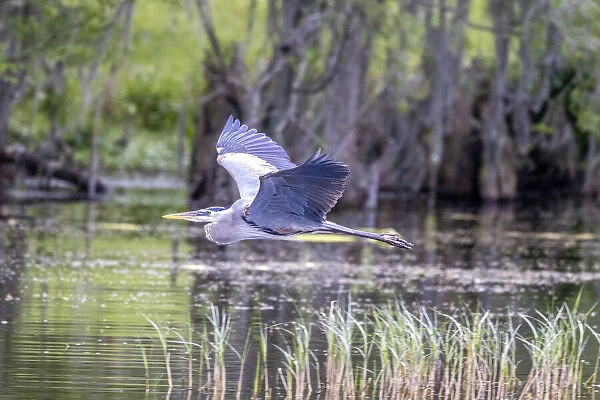 Usa, Florida. Grey heron at Lochloosa Lake