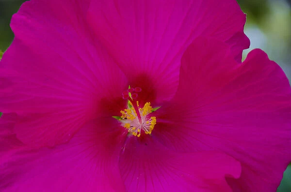USA, Florida. Hibiscus flower