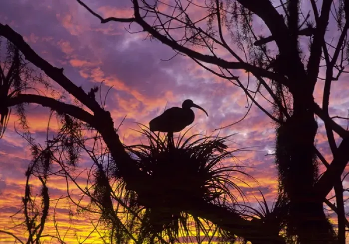 Framed Print : USA, Florida. Ibis on nest at sunset. Credit as: Nancy Rotenberg / Jaynes Gallery / DanitaDelimont Framed Print : USA, Florida. Ibis on nest at sunset. Credit as: Nancy Rotenberg / Jaynes Gallery / DanitaDelimont