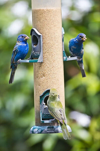 USA, Florida, Immokalee, Midney Home, Indigo Bunting and female Painted Bunting on millet
