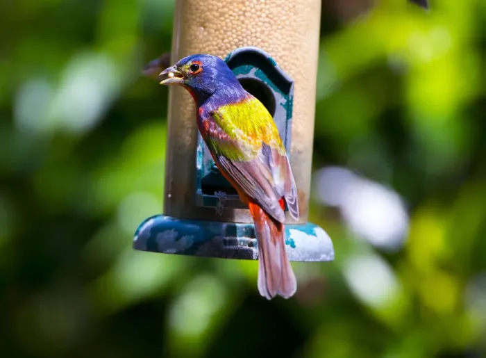 Framed Print : USA, Florida, Immokalee, Midney Home, Painted Bunting Framed Print : USA, Florida, Immokalee, Midney Home, Painted Bunting