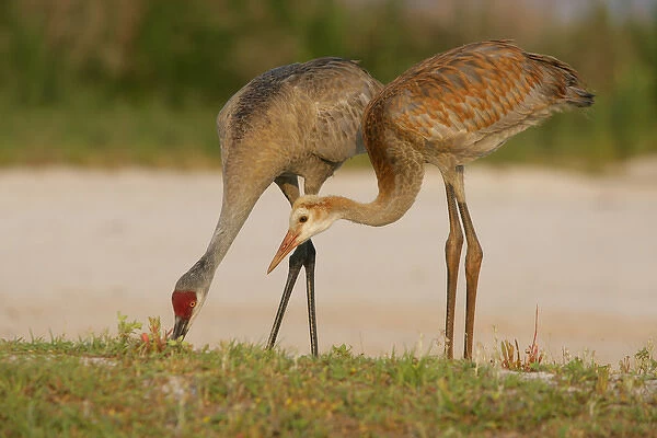 USA, Florida, Indian Lake Estates. Sandhill crane colt waits for food from parent