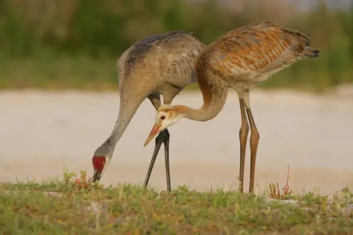 Framed Print : USA, Florida, Indian Lake Estates. Sandhill crane colt waits for food from parent