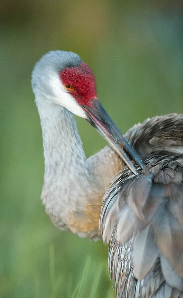 USA, Florida, Indian Lake Estates. Close-up of sandhill crane preening its feathers
