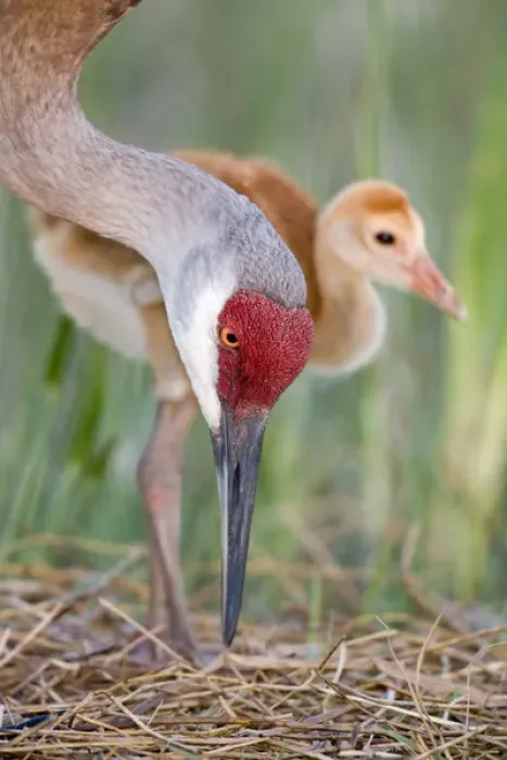 Framed Print : USA, Florida, Indian Lake Estates. Close-up of sandhill crane and chick at nest. Credit as Framed Print : USA, Florida, Indian Lake Estates. Close-up of sandhill crane and chick at nest. Credit as