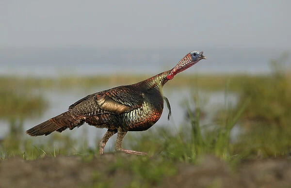 USA, Florida, Indian Lake Estates. Wild turkey charging at a threat