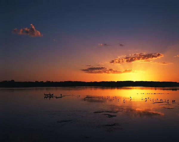 USA, Florida, J. N. Ding Darling National Wildlife Refuge, Birds in water at sunset