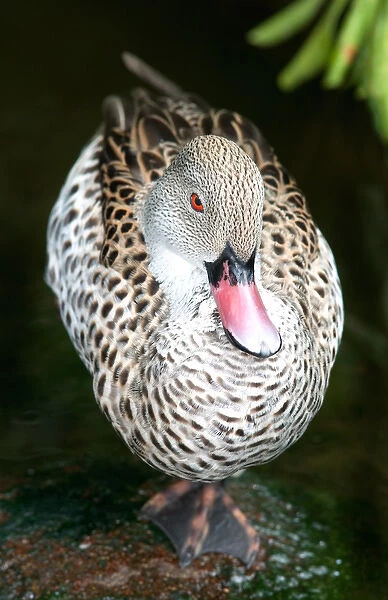 USA, Florida, Jacksonville zoo, Cape teal roosting on one leg, Anas capensis