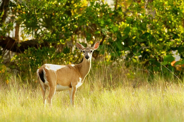 USA, Florida, Key Deer NWR, Big Pine Key, Key Deer, Odocoileus virginianus