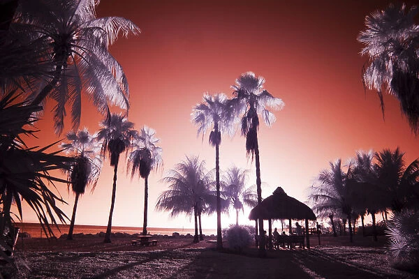 USA, Florida Keys. Infrared palm trees along the Florida Keys