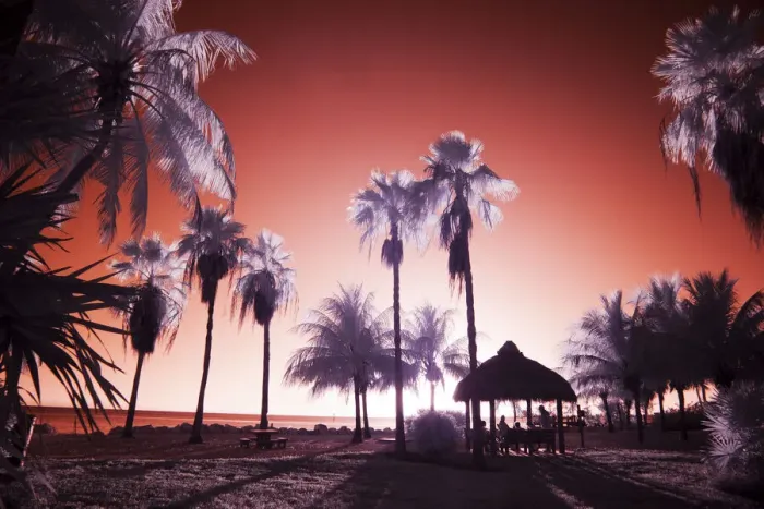 Framed Print : USA, Florida Keys. Infrared palm trees along the Florida Keys Framed Print : USA, Florida Keys. Infrared palm trees along the Florida Keys