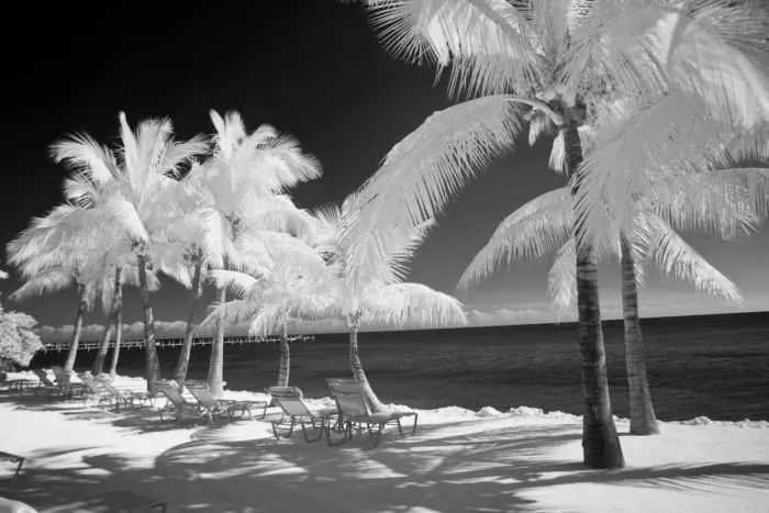 Framed Print : USA, Florida Keys. Infrared palm trees with lounge chairs along the Florida Keys Framed Print : USA, Florida Keys. Infrared palm trees with lounge chairs along the Florida Keys