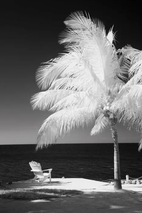 Framed Print : USA, Florida Keys. Infrared palm trees with lounge chairs along the Florida Keys Framed Print : USA, Florida Keys. Infrared palm trees with lounge chairs along the Florida Keys