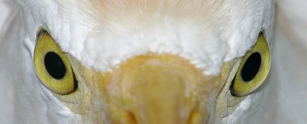 USA, Florida, Kissimee. Close-up of cattle egrets staring eyes at Gatorland
