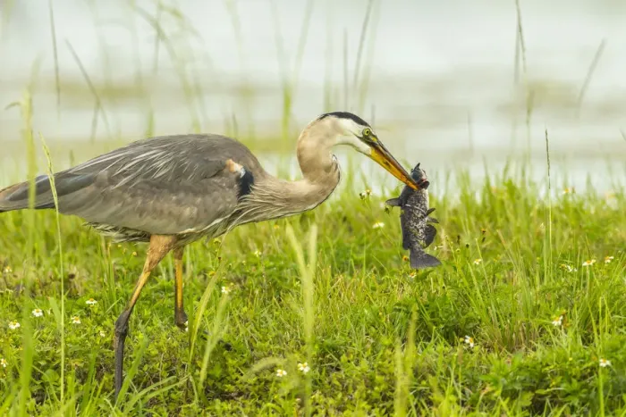 Framed Print : USA, Florida, Lake Apopka. Great blue heron with fish catch Framed Print : USA, Florida, Lake Apopka. Great blue heron with fish catch