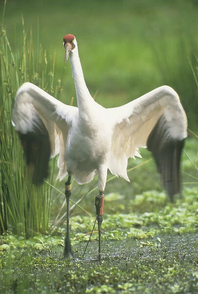 USA, Florida, Lake Kissimmee. Endangered whooping crane with tracking device on leg
