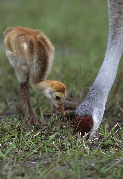 USA, Florida, Lake Kissimmee. Sandhill crane chick watches parent forage. Credit as