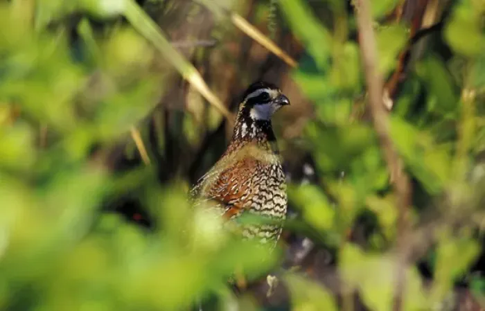 Framed Print : USA, Florida, Lake Kissimmee State Park. Northern Bobwhite in saw palmetto (Colinus