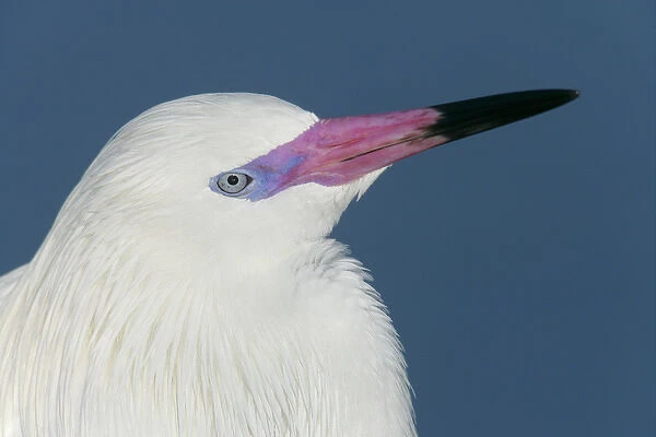 USA, Florida, Little Estero Lagoon. Portrait of reddish egret in white phase. Credit as