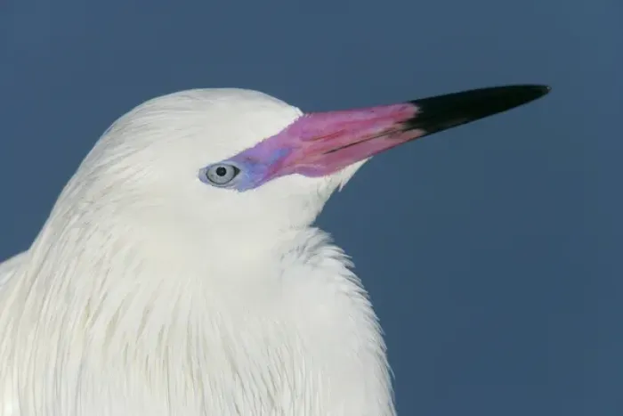Framed Print : USA, Florida, Little Estero Lagoon. Portrait of reddish egret in white phase. Credit as