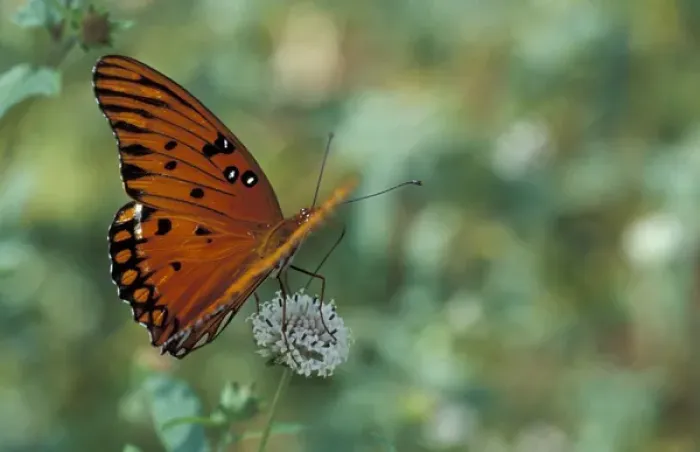 Framed Print : USA, Florida, Lower Suwannee NWR Gulf Fritillary feeding on musky mint Framed Print : USA, Florida, Lower Suwannee NWR Gulf Fritillary feeding on musky mint