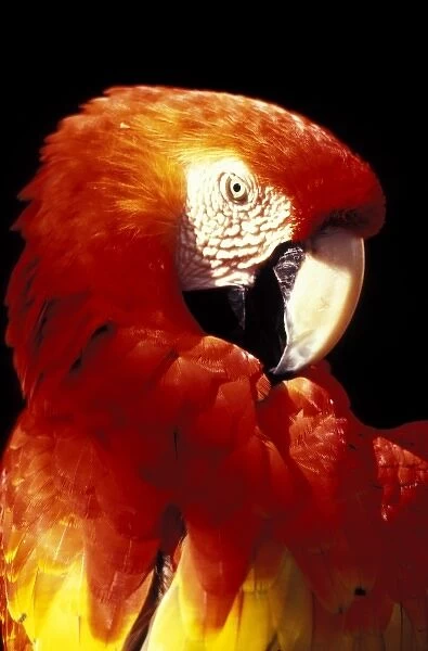 USA, Florida. Macaw