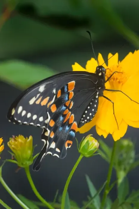 Framed Print : USA, Florida, Male Black swallowtail on yellow cosmos, Papilio polyxenes