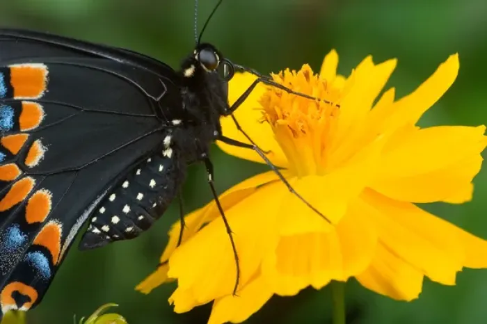 Framed Print : USA, Florida, Male Black swallowtail on yellow cosmos, Papilio polyxenes Framed Print : USA, Florida, Male Black swallowtail on yellow cosmos, Papilio polyxenes