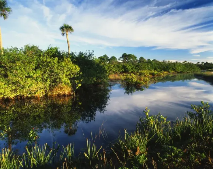 Framed Print : USA, Florida, Merritt Island National Wildlife Refuge, Mangrove wetland habitat Framed Print : USA, Florida, Merritt Island National Wildlife Refuge, Mangrove wetland habitat