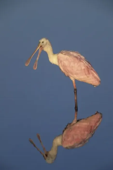 Framed Print : USA, Florida, Merritt Island National Wildlife Reserve. Roseate spoonbill reflects in still water Framed Print : USA, Florida, Merritt Island National Wildlife Reserve. Roseate spoonbill reflects in still water
