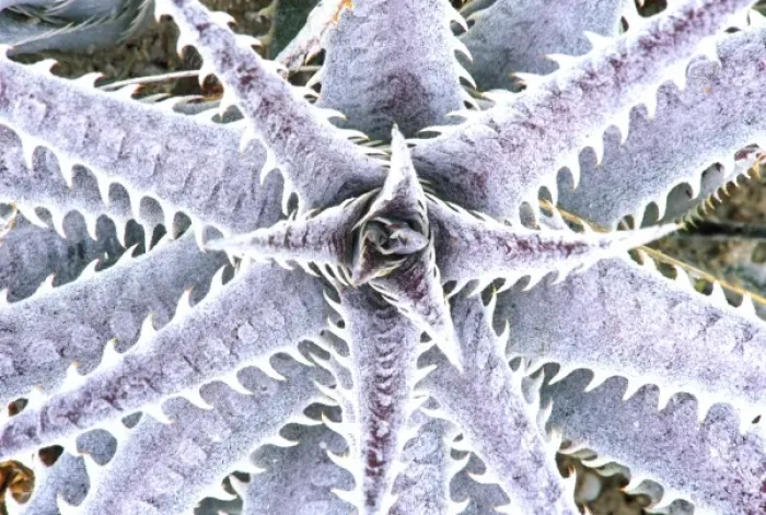 Framed Print : USA, Florida, Naples Botanical Garden, Silver Dyckia (Dyckia mariner-lapostollei) Framed Print : USA, Florida, Naples Botanical Garden, Silver Dyckia (Dyckia mariner-lapostollei)